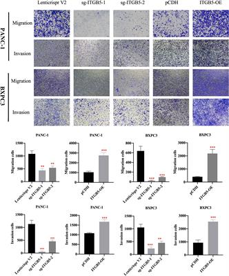 Corrigendum: ITGB5 promotes innate radiation resistance in pancreatic adenocarcinoma by promoting DNA damage repair and the MEK/ERK signaling pathway